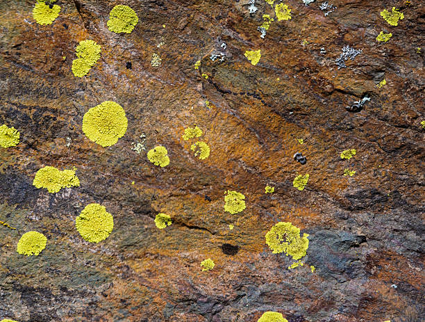 Full frame background of a rock in nature outdoors covered with lichens