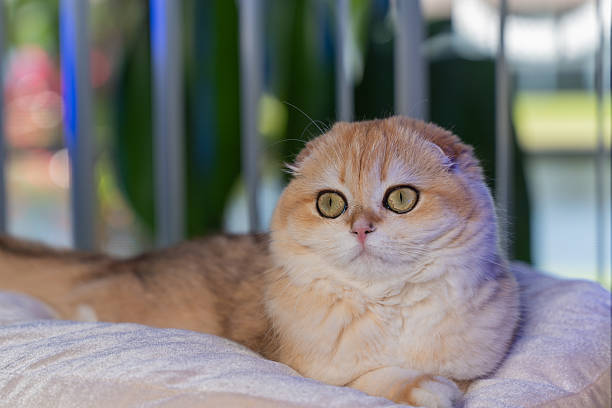 istock Scottish Fold Cat with Golden Chinchilla Fur 2207233183