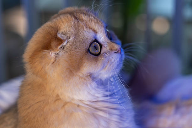 Adorable Scottish Fold cat with golden chinchilla fur relaxing indoors, playing and observing a marine aquarium. Perfect for pet, lifestyle, and animal themes.