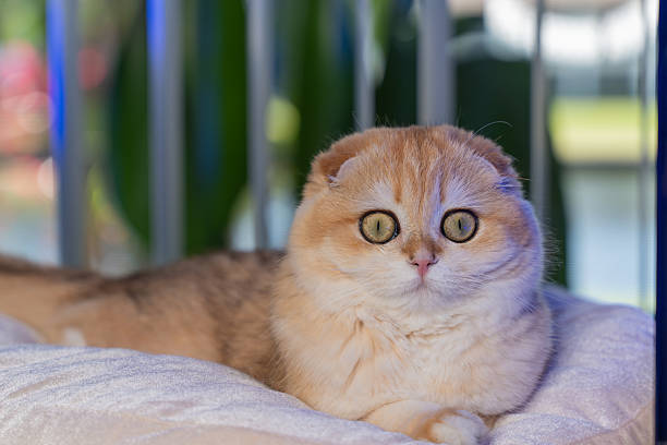 istock Scottish Fold Cat with Golden Chinchilla Fur 2207233668