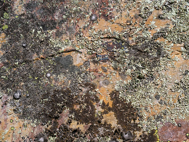 Full frame background of a rock in nature outdoors covered with lichens