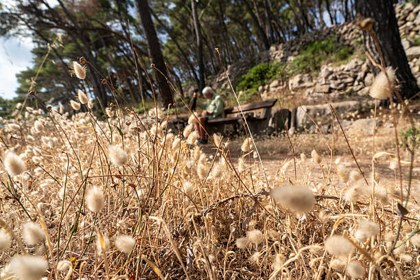 One senior men alone sitting on the bench at foot path in Mediterranean nature. In front view dry grass. Dugi otok island, Croatia