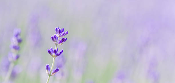 istock Background from violet lavender in the garden 2207242307