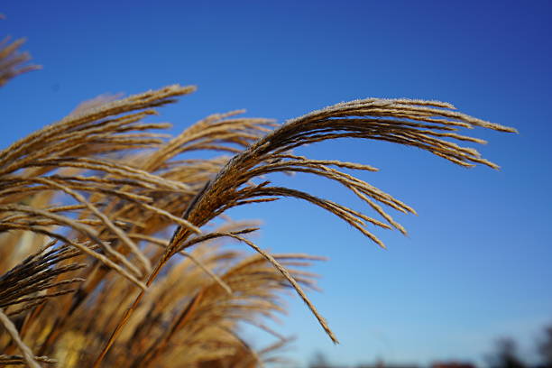 Close-up of winter dry grass straws with frost. Behind the straws is a blue sky. The straws are being lit from the side from the low winter sun.