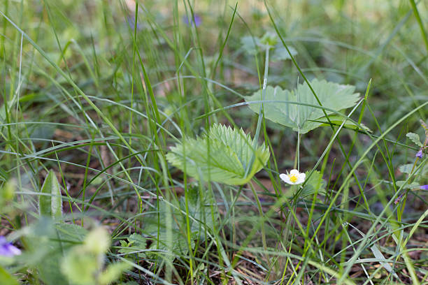 A young sprout of strawberries with a small flower in a forest