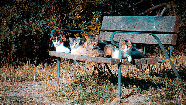 Several cats resting together on a wooden bench in a natural outdoor setting. The image captures a calm and curious moment as the animals enjoy the sun.