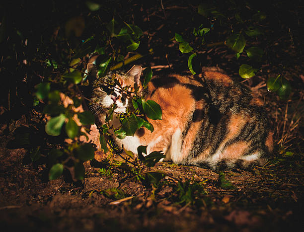 Big ginger cat resting and sitting in the garden. Soft focus. Pet  enjoys nature. Domestic ginger cat playing outdoors. Siberian race.
