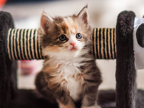 istock Cute Maine Coon Kitten Playing with Scratching Post 2207249752