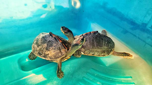istock Closeup of Assam roofed turtle during daytime 2207252300
