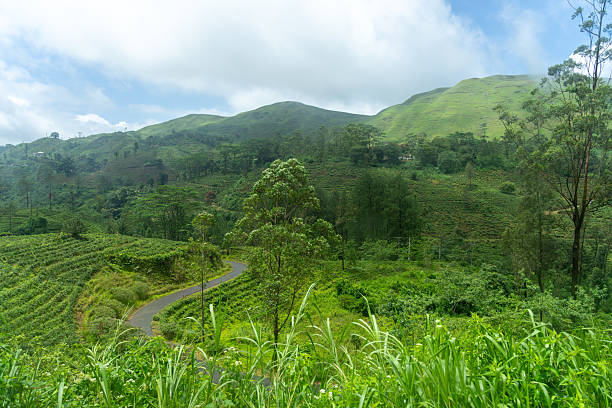 Road winds through hilly countyside and tea plantations through the hillcountry of Sri Lanka.