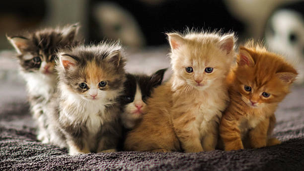 GERMANY - JUL 04, 2020: Cute Maine Coon Kittens Posing Together on Soft Blanket