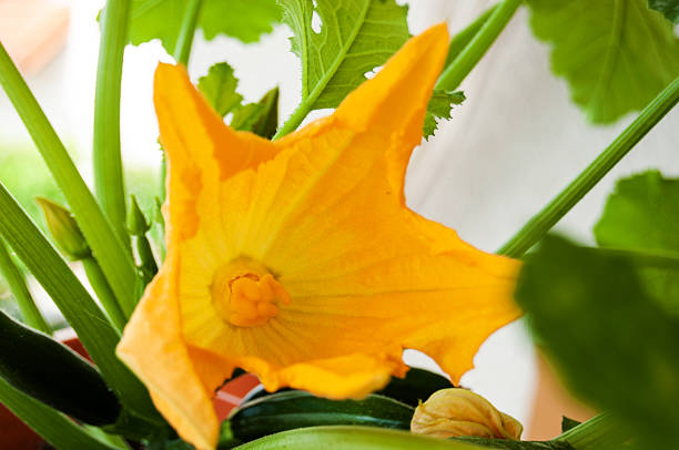 Blooming Zucchini Flower on Plant Close-up