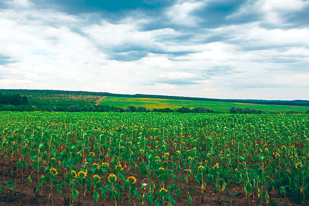 Field of sunflowers stretching toward horizon, their golden heads creating a cheerful sea of color. Above, dramatic clouds roll across the sky, adding depth and contrast to the serene rural landscape