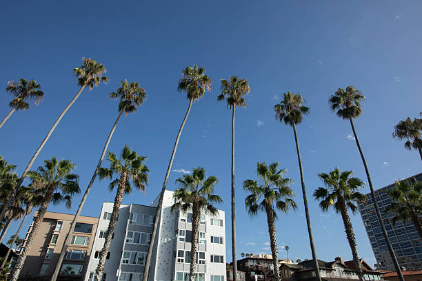 istock Downtown La Jolla California Palm Tree Skyline 2207255133