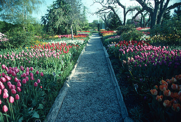 istock A garden path lined with beds of tulips 2207256945