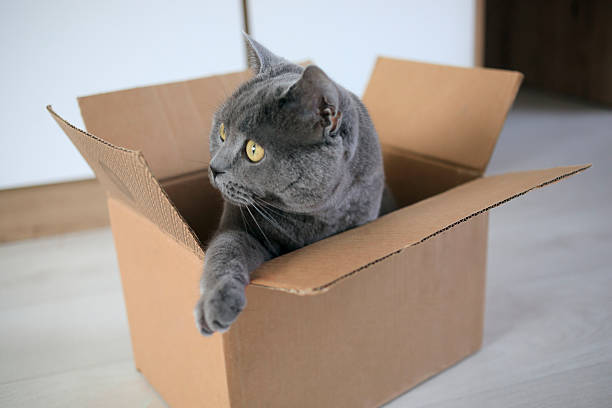 istock Domestic cat playing with cardboard box 2207260287