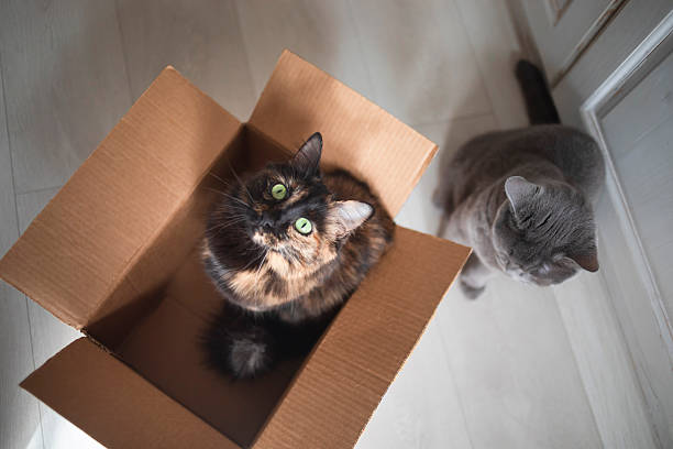 istock Domestic cats playing with an open cardboard box 2207261328