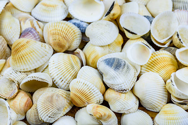 istock Background of the many sea shells. Natural pattern 2207261388