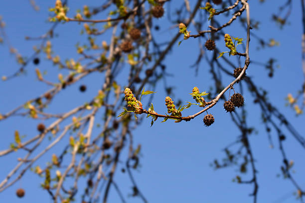 American sweetgum branches with flowers and seed balls - Latin name - Liquidambar styraciflua