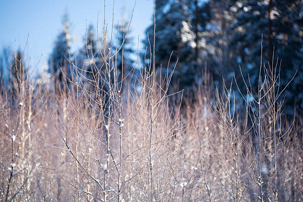 Tree branches glisten in the sun in a winter forest selective focus