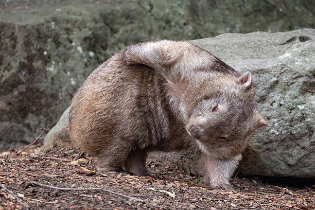 istock A charming wombat (Vombatus ursinus) stands in a rocky clearing within an Australian forest scratching itself, its sturdy body covered in thick fur as it curiously surveys its surroundings 2207264821