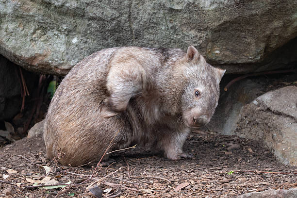 istock A charming wombat (Vombatus ursinus) stands in a rocky clearing within an Australian forest, its sturdy body covered in thick fur as it curiously surveys its surroundings 2207264847