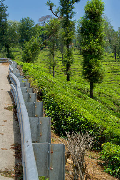 istock Tea plantation of Valparai 2207267155