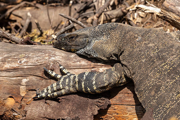 istock A powerful goanna (Varanus varius) rests on a log an Australian bush setting, its long claws and forked tongue sitting on rugged terrain 2207268317