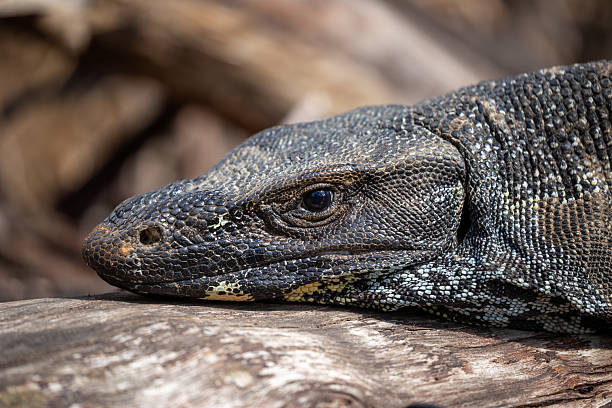 A powerful goanna (Varanus varius) rests on a log an Australian bush setting, its long claws and forked tongue sitting on rugged terrain