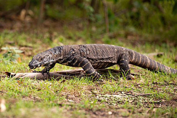 istock A powerful goanna (Varanus varius) crawls across the ground in an Australian bush setting, its long claws and forked tongue moving with precision as it navigates the rugged terrain 2207268321