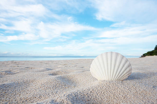 istock Seashell on the sand beach with sunny blue sky background 2207268585