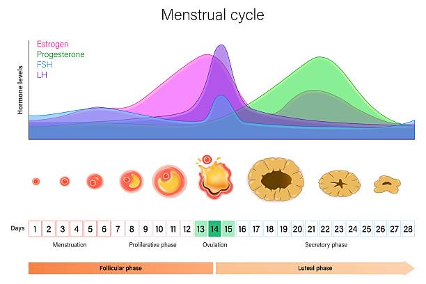 Menstrual cycle. Hormone levels, Ovarian cycle and Endometrium layer. Menstrual, proliferative ovulation and secretory phases. Follicular phase, ovulation and luteal phase. Menstrual cycle. Hormone levels, Ovarian cycle and Endometrium layer. Menstrual, proliferative ovulation and secretory phases. Follicular phase, ovulation and luteal phase. diagram of menstrual cycle stock illustrations