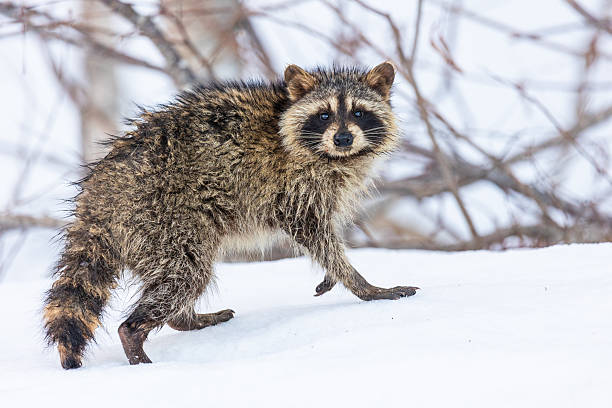 A raccoon (araiguma) looks towards the camera as it explores the winter wilderness of North Hokkaido.