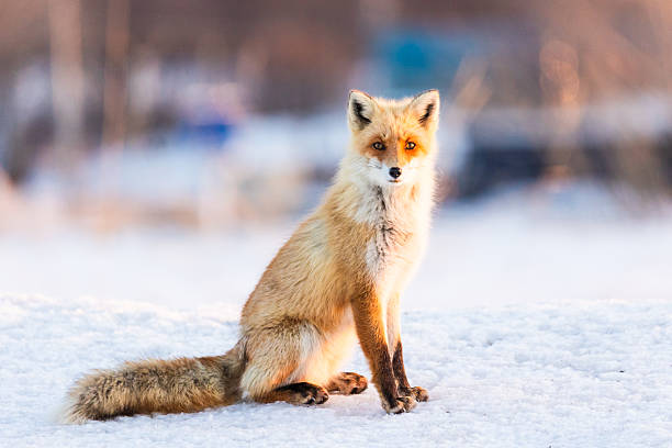 An Ezo Red Fox exploring the snowy landscapes of North Hokkaido.