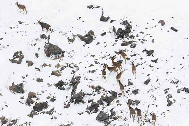 istock Group of Ezo Deer roam the steep snowy cliffs 2207275543