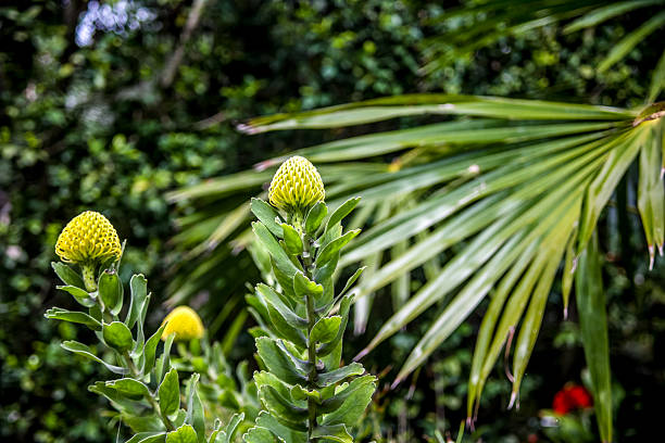 Tropical Leucospermum cordifolium flowers