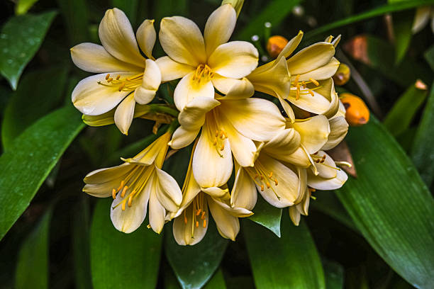 yellow bush lily blossoms