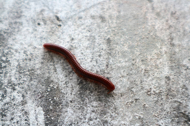 A slow-moving millipede crawling across a textured concrete or bark surface, offering detailed insight into natural insect behavior. Ideal for biology, ecosystem, and decomposition-themed content. Perfect for documentaries, educational media, or nature backgrounds. Rich in earth tones and natural light for versatility.