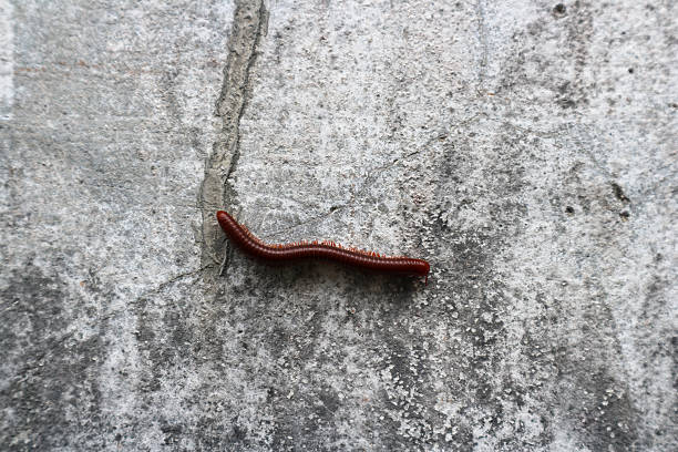 Trigoniulus corallinus or millipede crawling on the wall