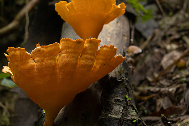 istock Vibrant orange fungus growing on decaying log in forest environment 2207283610