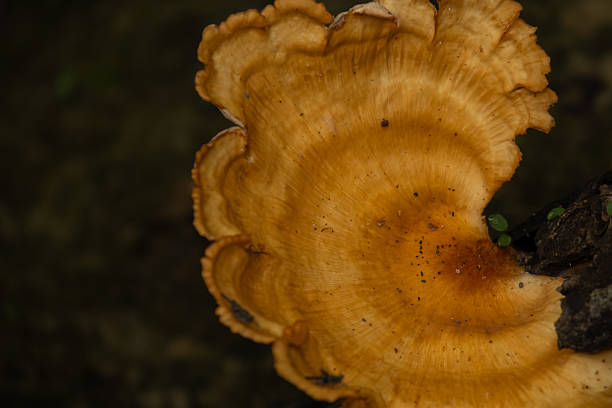 Macro view of an orange mushroom on a tree trunk in a natural forest setting. Honeycomb mushroom (Favolus grammocephalus) growing on dead tree trunk in monsoon season the forest.
