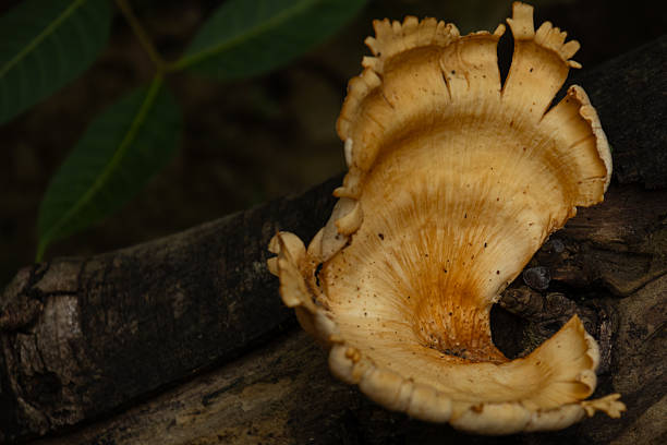 istock Closeup of a wild mushroom growing on a fallen tree trunk. 2207283679