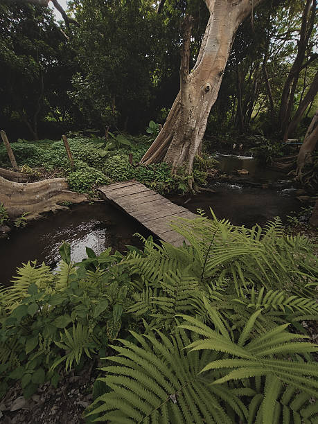 istock Wooden Bridge Over Stream in Lush Greenery 2207284159