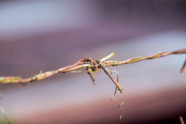 istock Close up of Barbed Wire wit a Blur Background 2207291865