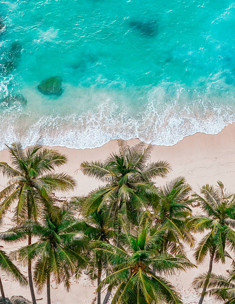 istock tropical coastline with white sand, palm trees, and crystal clear waves. summer background and summer holiday concept. 2207293382