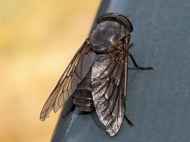 istock Close up of a large march fly 2207297519