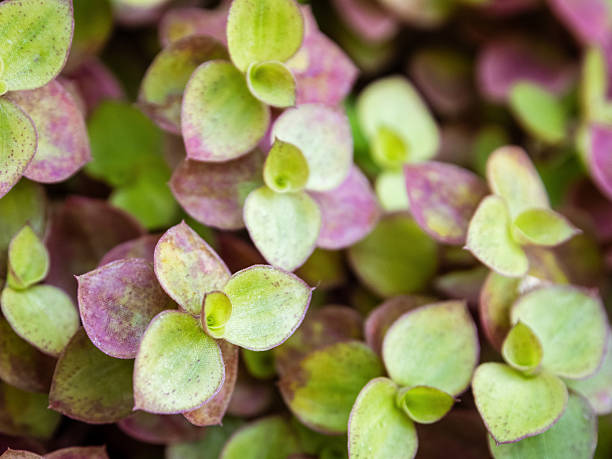istock A unique green pattern of small leaves in macro focus creates a mesmerizing visual effect of nature. 2207297693