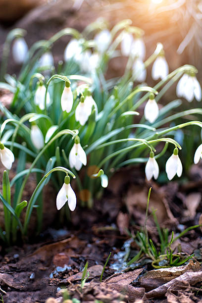 istock The first spring flowers are snowdrops 2207297756