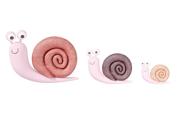 High Angle View Of Snail Crawling On Road