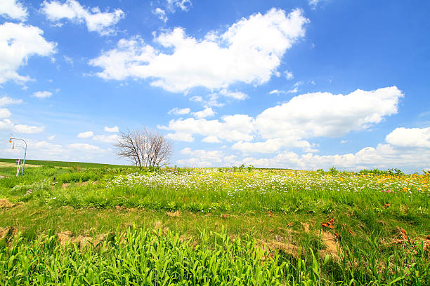 A serene summer landscape featuring a lone birch tree in the foreground, lush green field, and a partly cloudy sky.